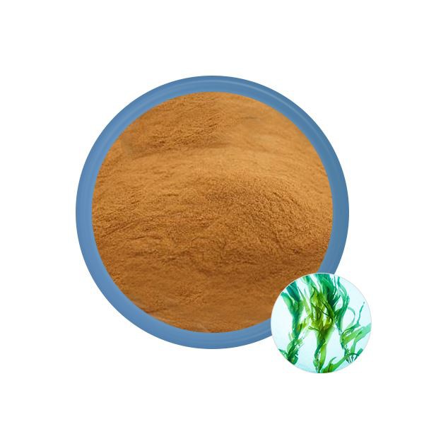 Seaweed Extract Powder