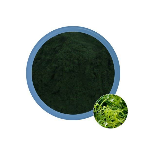 Spirulina Powder Extract