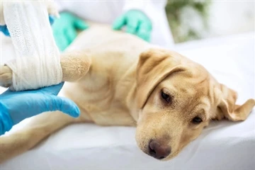 Tambahan ASU Untuk Anjing