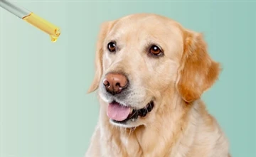 Bolehkah Anjing Makan Honeysuckle