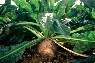 Kegunaan Asid Humic dalam Pertanian