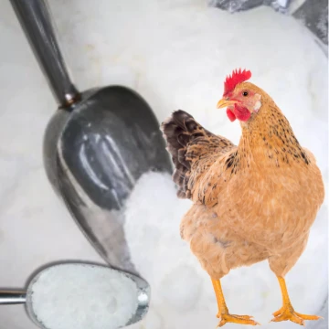 Thymol Blue Untuk Ayam