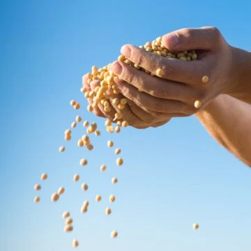 Protein Soya Terhidrolisis Sebagai Aditif Makanan Semulajadi