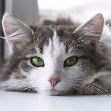 Potensi Penyembuhan Minyak Oregano Untuk Kucing