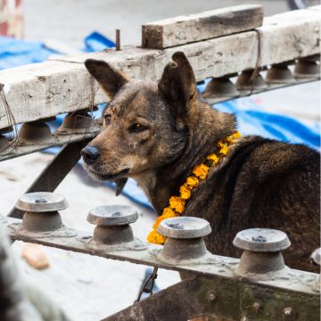 Penggunaan Serbuk Ekstrak Marigold Untuk Anjing