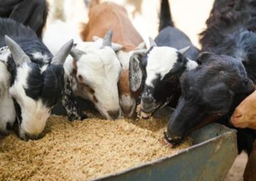 Policosanol (Triacontanol) manufacturer Policosanol (Triacontanol) manufacturer